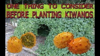 ONE THING TO CONSIDER BEFORE PLANTING KIWANOS [upl. by Darian731]