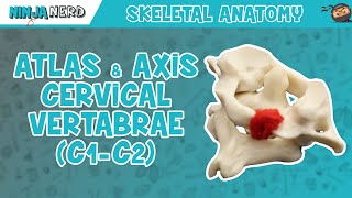 Atlas amp Axis Cervical Vertebrae C1C2 Anatomy [upl. by Eseilana]