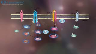 Protein Phosphorylation Creative Diagnostics [upl. by Persian512]