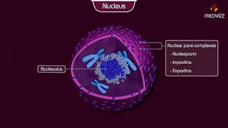 The Nucleus  Structure and Function Cell physiology Animation [upl. by Gnaht]