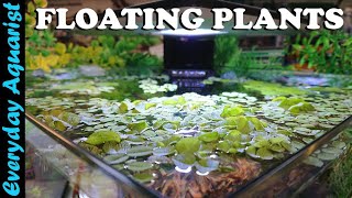 FLOATING PLANTS 6 Reasons You SHOULD ADD Them To Your Aquarium [upl. by Brosine]