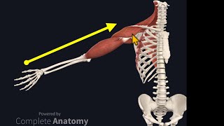 Osteopathy Treatment Techniques Treating the Shoulder [upl. by Gwendolin775]