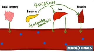 Blood Glucose Regulation and Diabetes [upl. by Artenra]