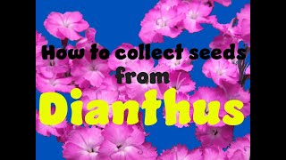 How to collect seed from Dianthus [upl. by Novahs676]