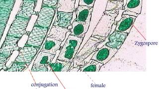 Spirogyra Life Cycle [upl. by Candyce]