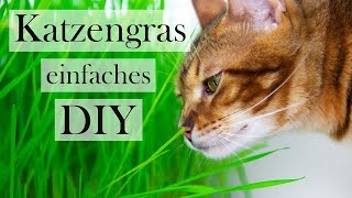 Katzen und Katzengras 😻🌿 DIY Tipps und Tricks zur Katzenernährung  CatWalk amp Amely Rose [upl. by Ayeka392]