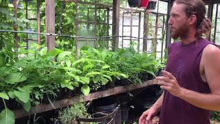 DIY Greenhouse Drip Mist Irrigation System [upl. by Ener372]