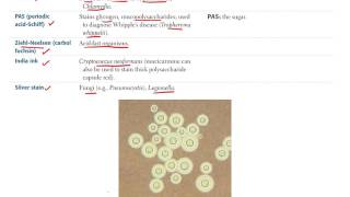 1 Microbiology BASIC Bacteriology Part 1 [upl. by Zippora762]