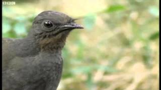 Lyre Bird Impression of a Camera Car Alarm and Chainsaw HD [upl. by Pearline464]