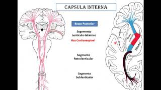 Cerebro configuracion interna [upl. by Mafala190]