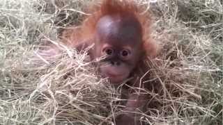 Baby Orangutan Vocalizing in the Hay [upl. by Nirel]