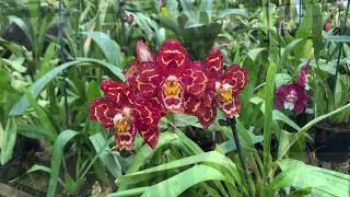 17 Oncidium Orchids and Oncidium Alliance Varieties  Clive Halls Mt Beenak Orchids [upl. by Aneetak813]