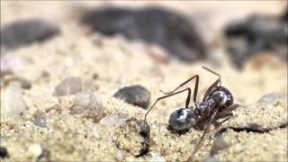 silver ants will slater bbc david attenborough [upl. by Acima]