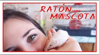 Ratón como Mascota 🐭  CUIDADOS BÁSICOS RATONES [upl. by Anni674]