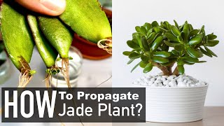 Jade Plant Propagation from Cuttings Crassula Ovata [upl. by Barthelemy291]