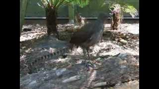 Lyre bird mimicking sounds amp voices [upl. by Ramyar]