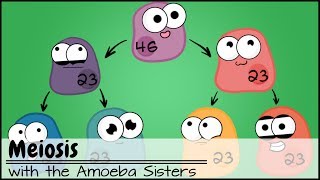 Meiosis Updated [upl. by Ecadnak]