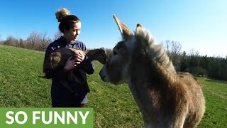 Donkey meets baby goat instantly falls in love [upl. by Etnaled]