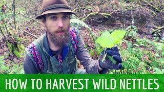 How to Harvest Wild Stinging Nettles  Harmonic Arts [upl. by Nednyl]