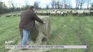 ANIMAUX  Le Bizet un mouton du Massif Central [upl. by Aiek]