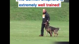 BEST TRAINED GERMAN SHEPHERDDOG [upl. by Eniar203]