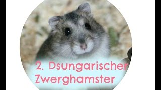 10Fakten Dsungarischer Zwerghamster [upl. by Peace]