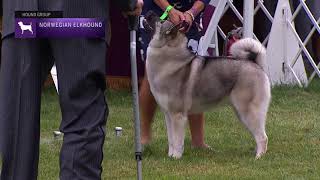 Norwegian Elkhounds  Breed Results 2021 [upl. by Valery]