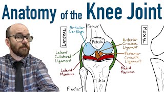 MRI Anatomy of lateral ankle ligaments [upl. by Omik]