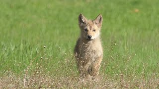 Eastern Coyote Pup Squeaks out the Cutest Howl [upl. by Tahpos237]