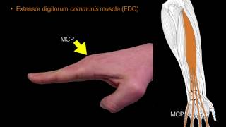 Forearm extensor muscles [upl. by Yalahs598]