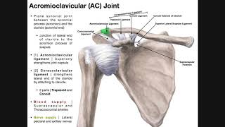 The Sacroiliac Joint Part 1  Major Ligaments amp Structures [upl. by Nail]