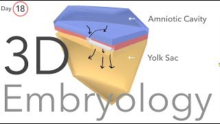 Gastrulation  Embryology [upl. by Schenck805]