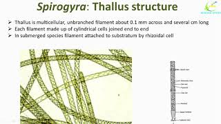 Spirogyra Algae structureOccurence of SpirogyraSpirogyra Cell structureSpirogyra thallus [upl. by Ameyn571]