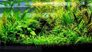 How To Aquascape A Low Tech Planted Aquarium part 1 [upl. by Airdnaid890]