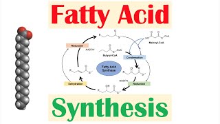 Fatty Acid Synthesis Pathway Overview Enzymes and Regulation [upl. by Yelnik]