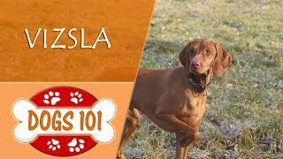 Dogs 101  VIZSLA  Top Dog Facts About the VIZSLA [upl. by Hilde715]