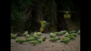 Roseringed Parakeets feeding in Sariska National park [upl. by Eeslehc]