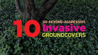 10 Invasive  Ground Cover Plants You Need to Watch Out [upl. by Hanako]