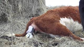 Hereford Cow Calving [upl. by Liartnod]