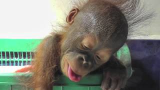 BABY ORANGUTAN [upl. by Kilam]