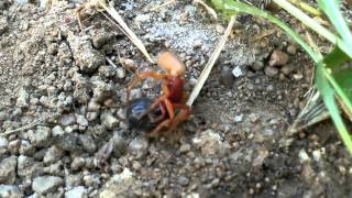 Woodlouse spider catches prey [upl. by Heath]