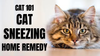 Cats 101  Cat Sneezing Home Remedy [upl. by Leigh]