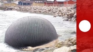 Video Stinking bloated blue whale carcass troubles Canadian fishing community [upl. by Yreme889]