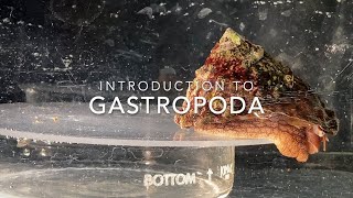 Introduction to Gastropoda [upl. by Hovey311]