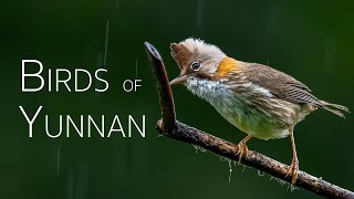 Birds of Yunnan Episode 1  Birding in China [upl. by Nehpets]