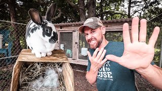 5 Mistakes to Avoid When Raising Rabbits [upl. by Maighdlin267]