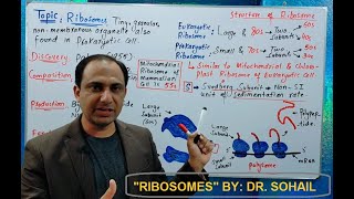 Ribosomes Structure and Functions [upl. by Barnaby]