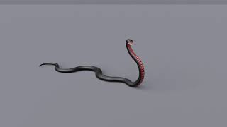 Animated Red Bellied black snake Preview [upl. by Ursi]