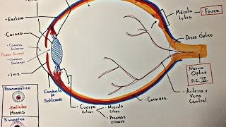 Ojo Anatomía y generalidades [upl. by Ardelia345]