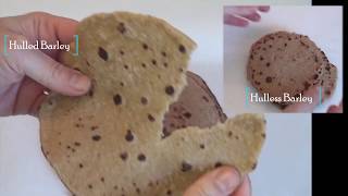 Barley Bread recipe  Hulless Barley Flat Bread The healthiest [upl. by Favien]